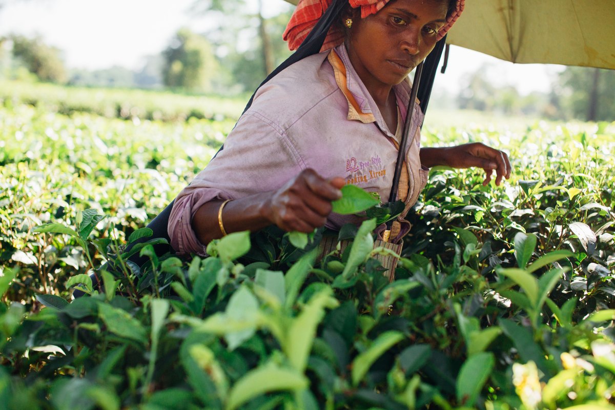 Tea worker plucking second flush leaf by hand in an Indian hill plantation