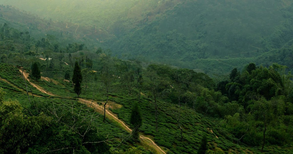 Second Flush Darjeeling Hits the Market in Weeks — Is Your Packaging Spec Ready for Premium Positioning?