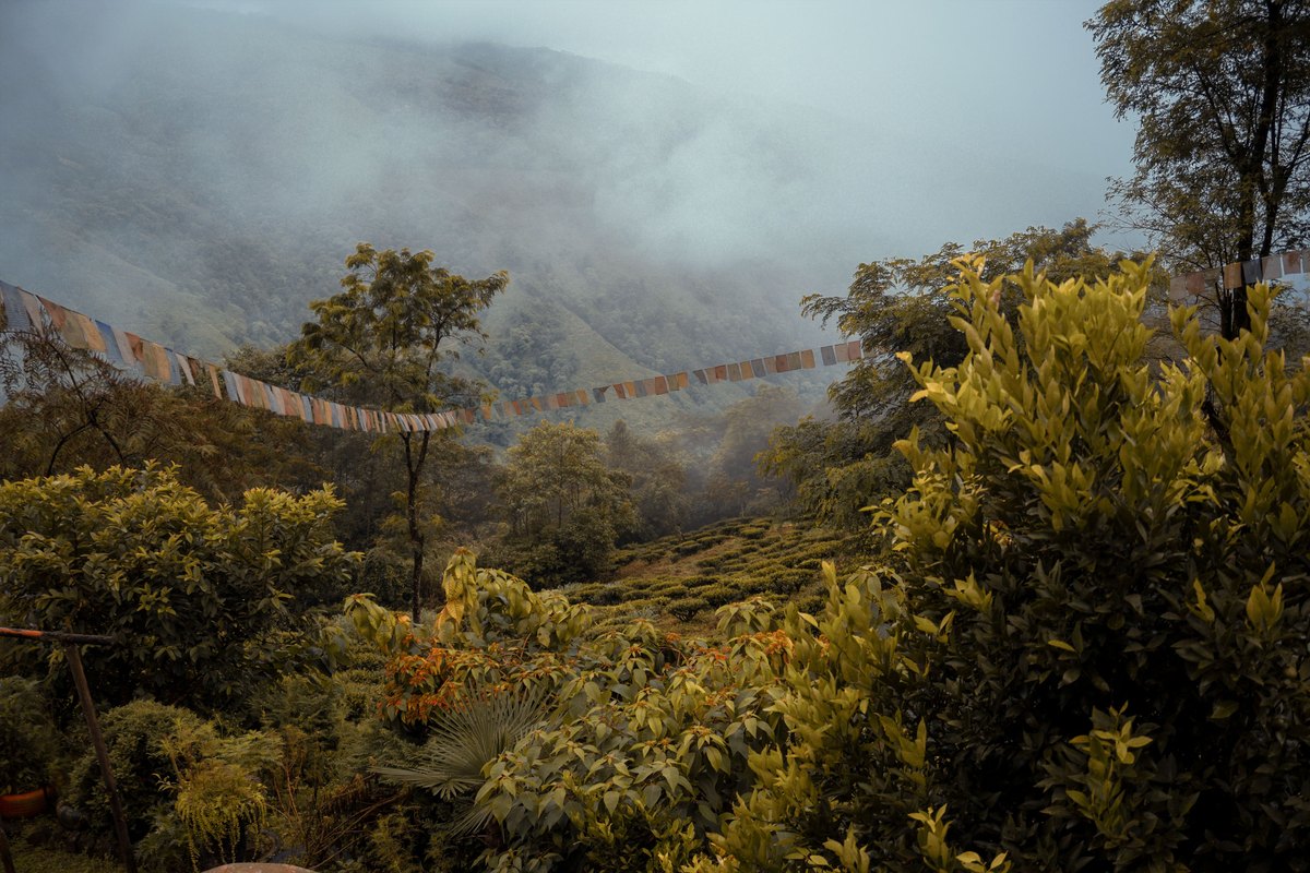 Misty tea-covered hills of Kurseong in the Darjeeling district, West Bengal, India
