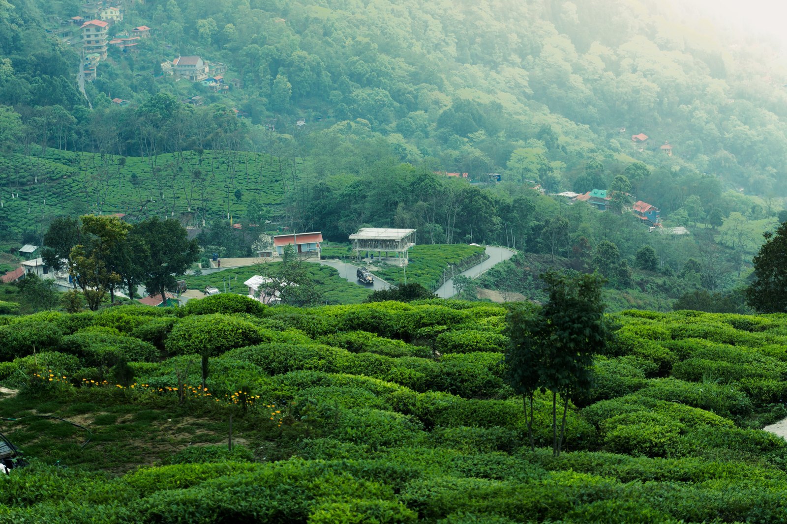 Tea gardens in Dawaipani, West Bengal, India