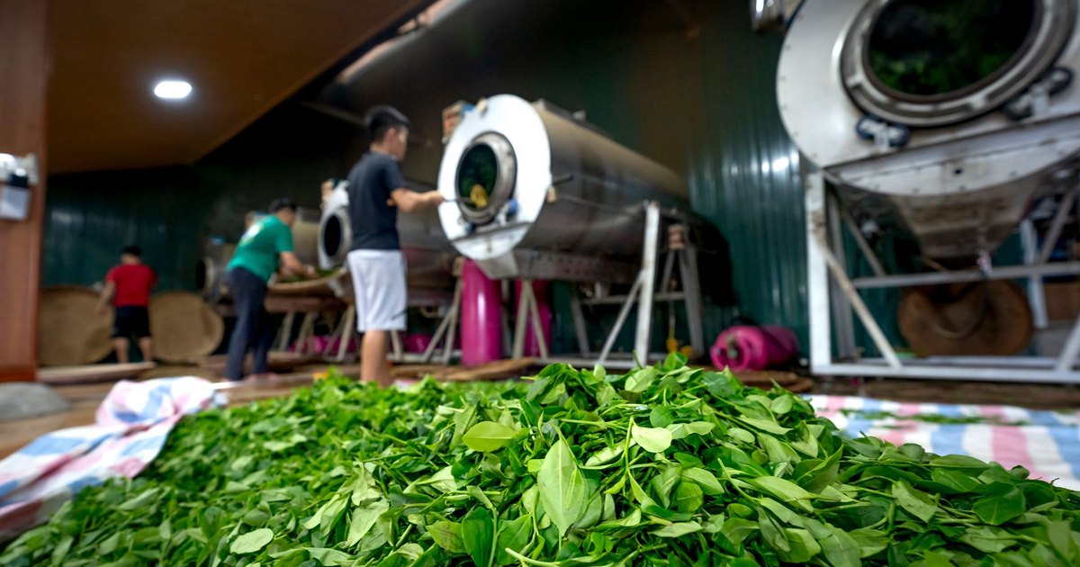 What Does Tea Packaging Actually Cost in India? A Per-Pouch Breakdown by Material and Format