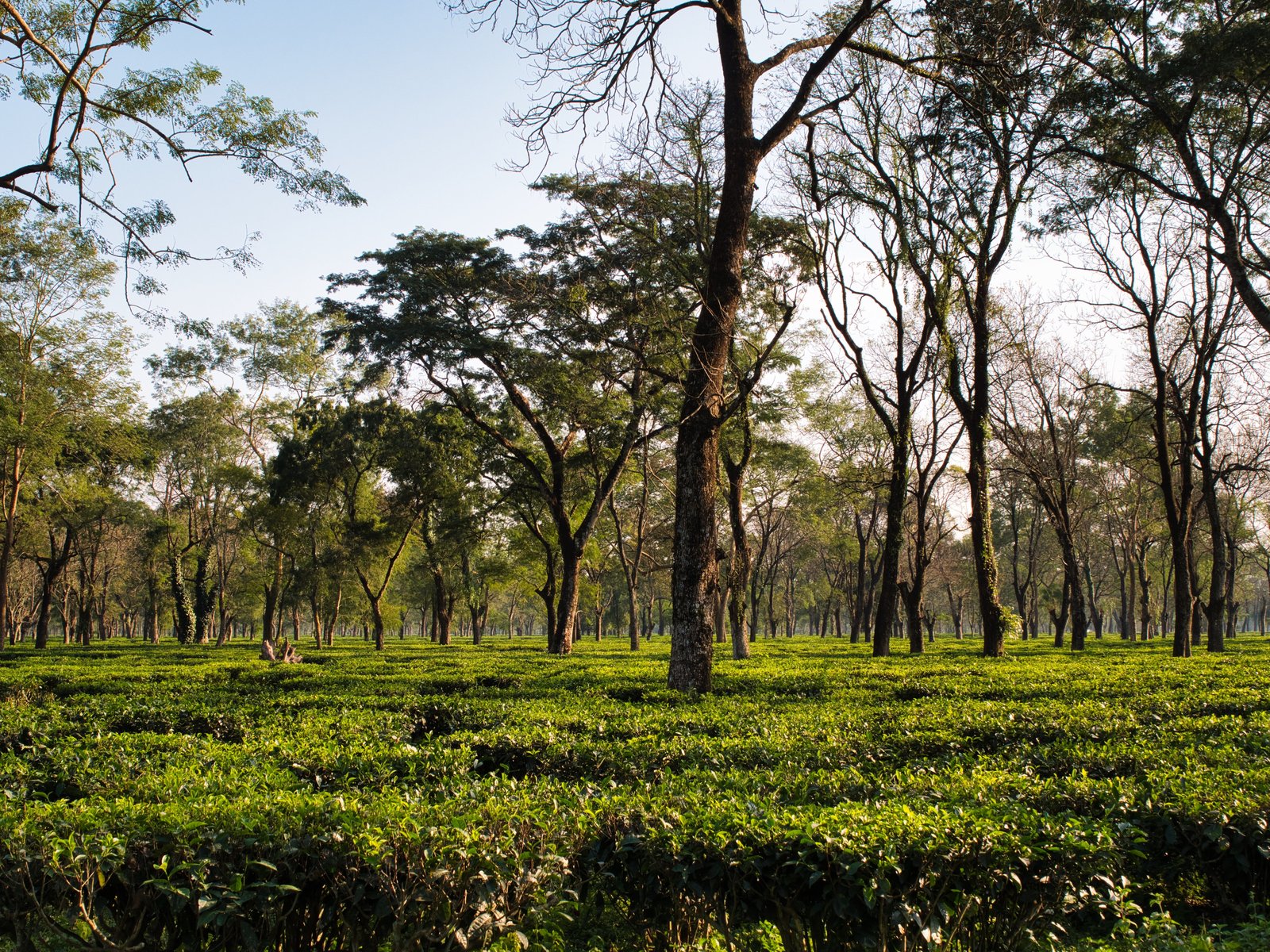 Assam tea estate in India, source of high-volume CTC tea with fast domestic turnover