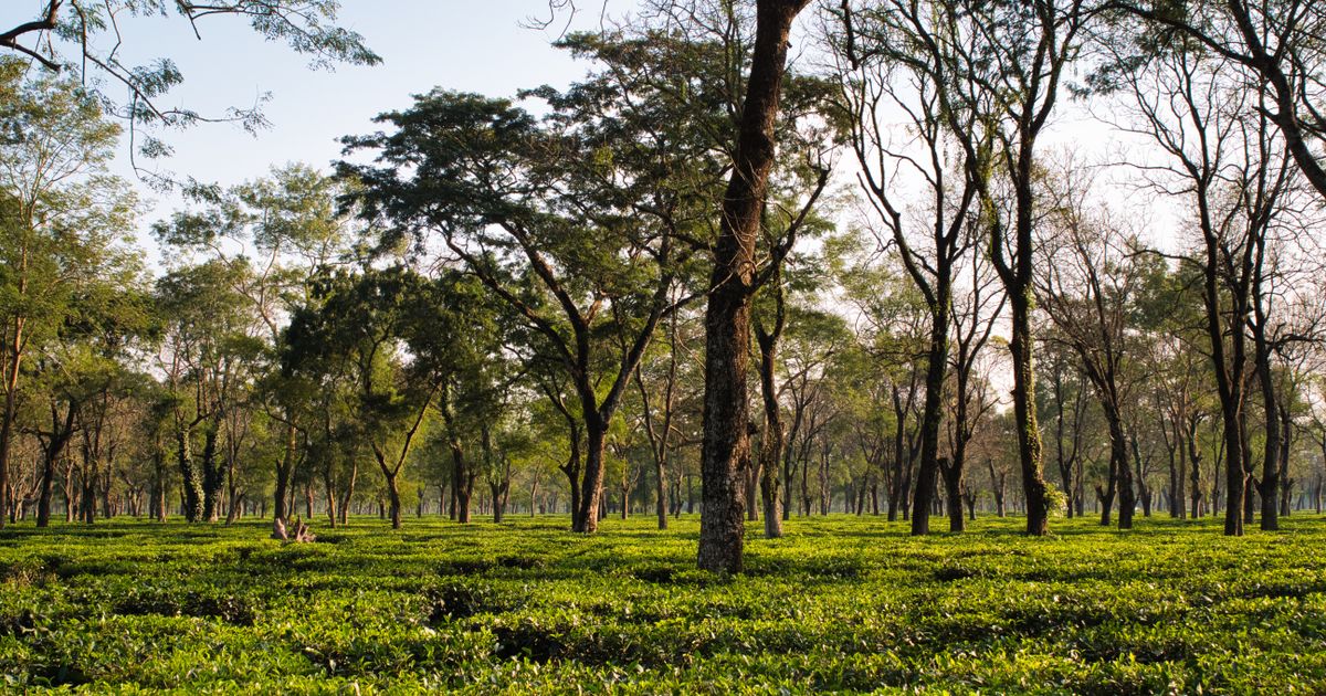 CTC, Orthodox, or Green: Why Each Tea Type Demands a Different Packaging Spec