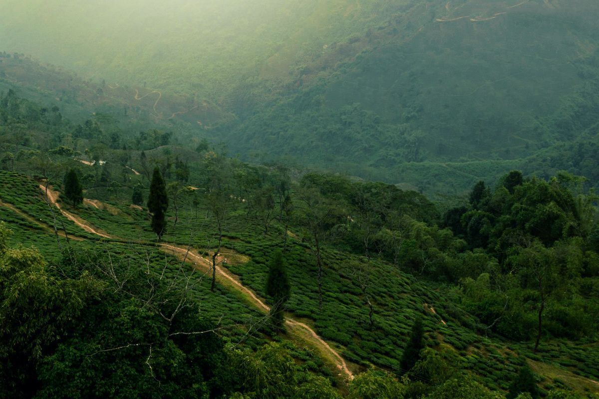 Darjeeling tea plantations and hills in India, home of orthodox tea with aroma-led packaging needs