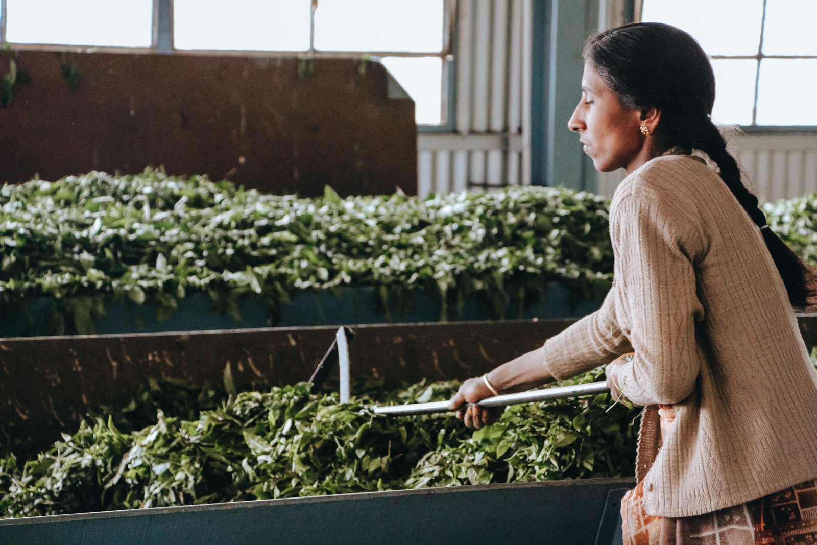 Worker sorting fresh tea leaves inside an Indian tea processing facility ahead of packaging
