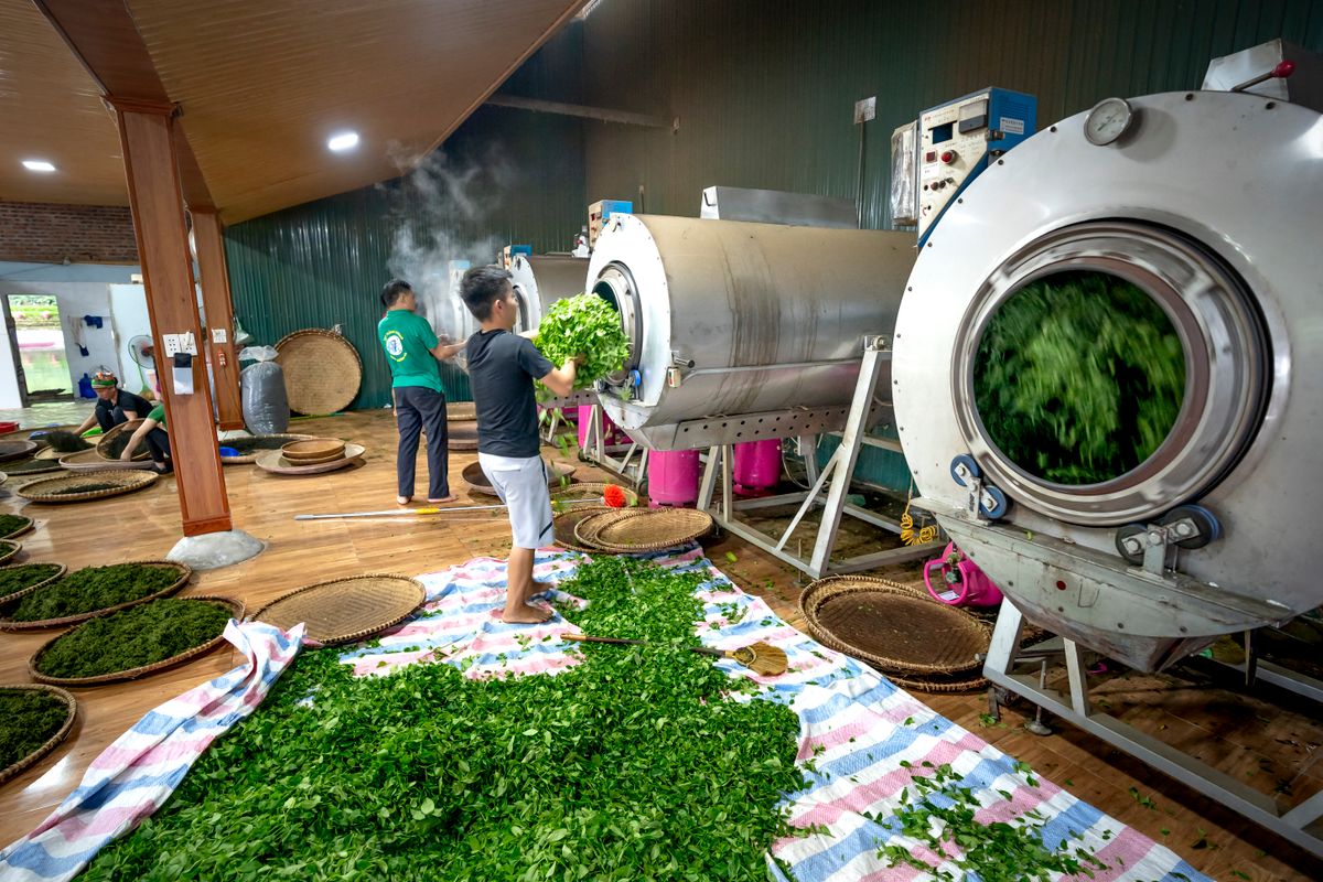 Workers processing tea inside an Indian tea factory, relevant to CTC tea packaging moisture control