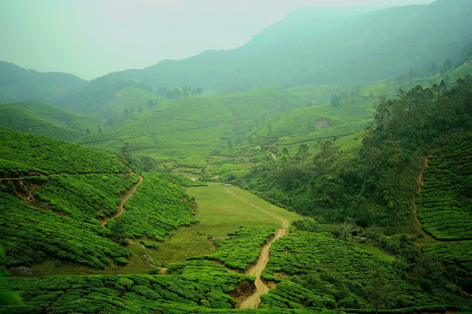 Munnar tea plantation in Kerala, India, growing green tea that needs oxygen-barrier packaging