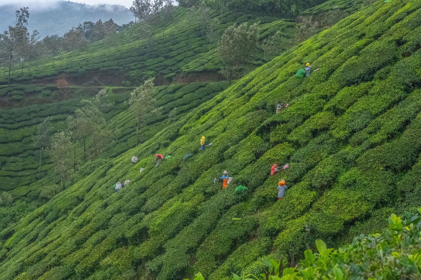 Workers plucking tea leaves on the steep green slopes of Munnar, India