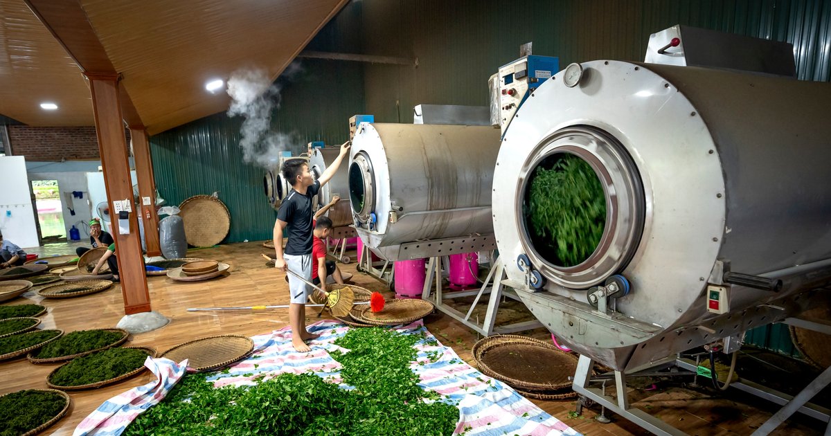 Nitrogen Flushing for Tea Pouches: When It Is Worth the Investment and When It Is Not