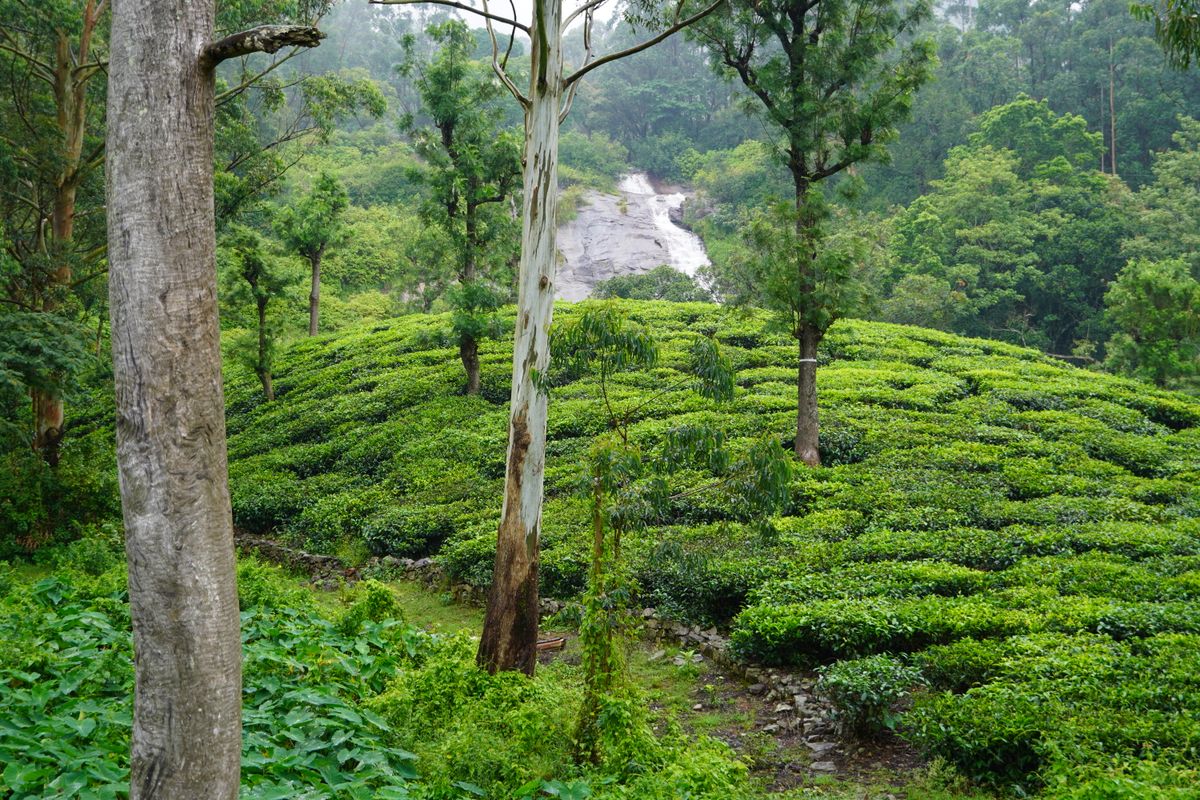 Green tea plantation in Valparai, India, illustrating oxygen and light barrier needs for green tea packaging