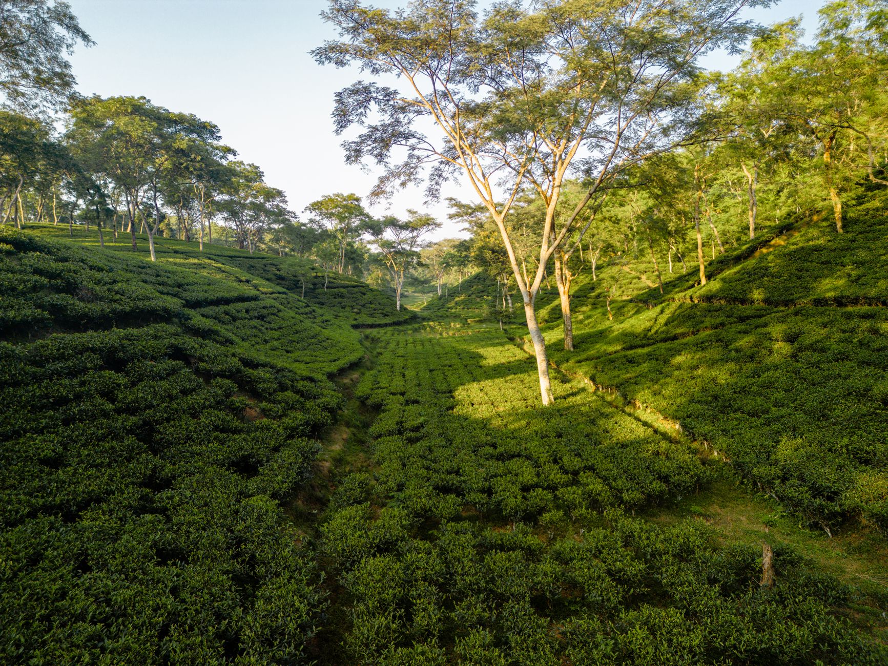 Exporting Indian Tea? Packaging Compliance for the US, UK, and GCC Markets