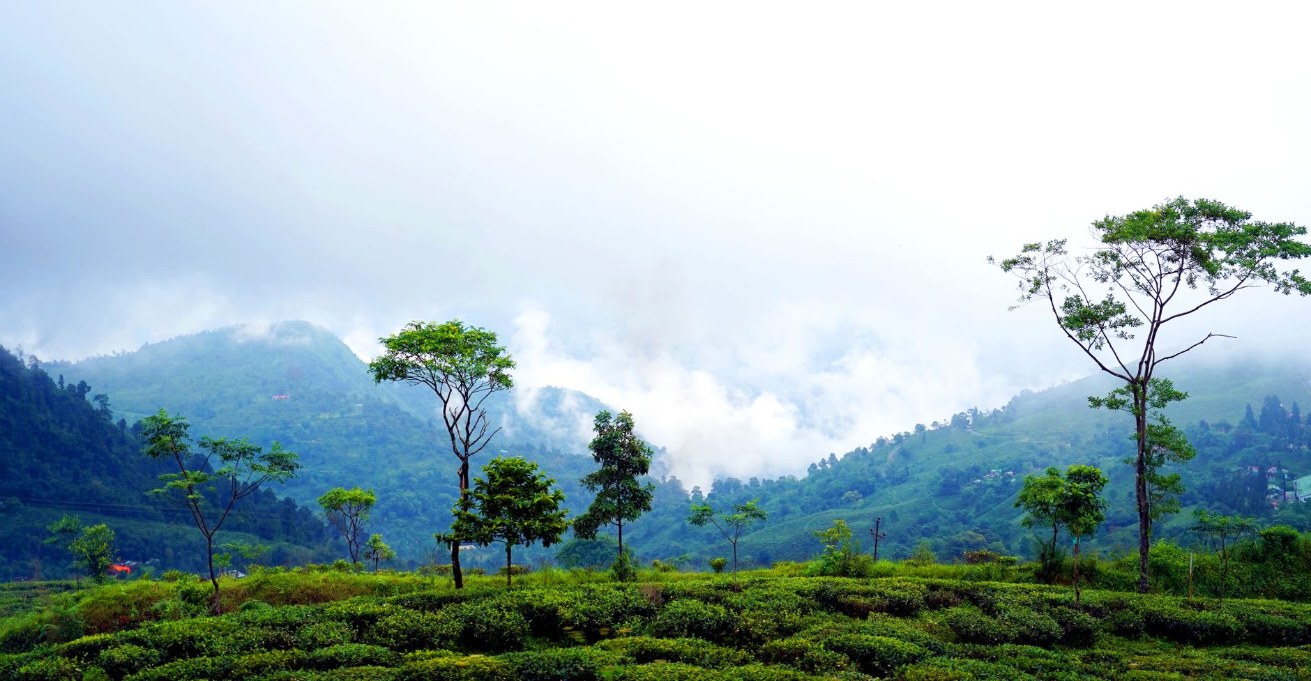 Darjeeling tea garden in India producing premium orthodox tea for UK and EU buyers