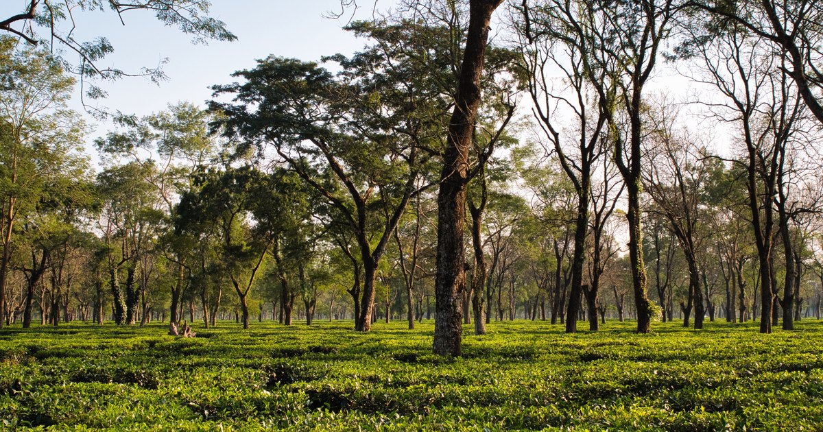 Sustainable Tea Packaging Options Available in India Today: What Actually Works and What Does Not