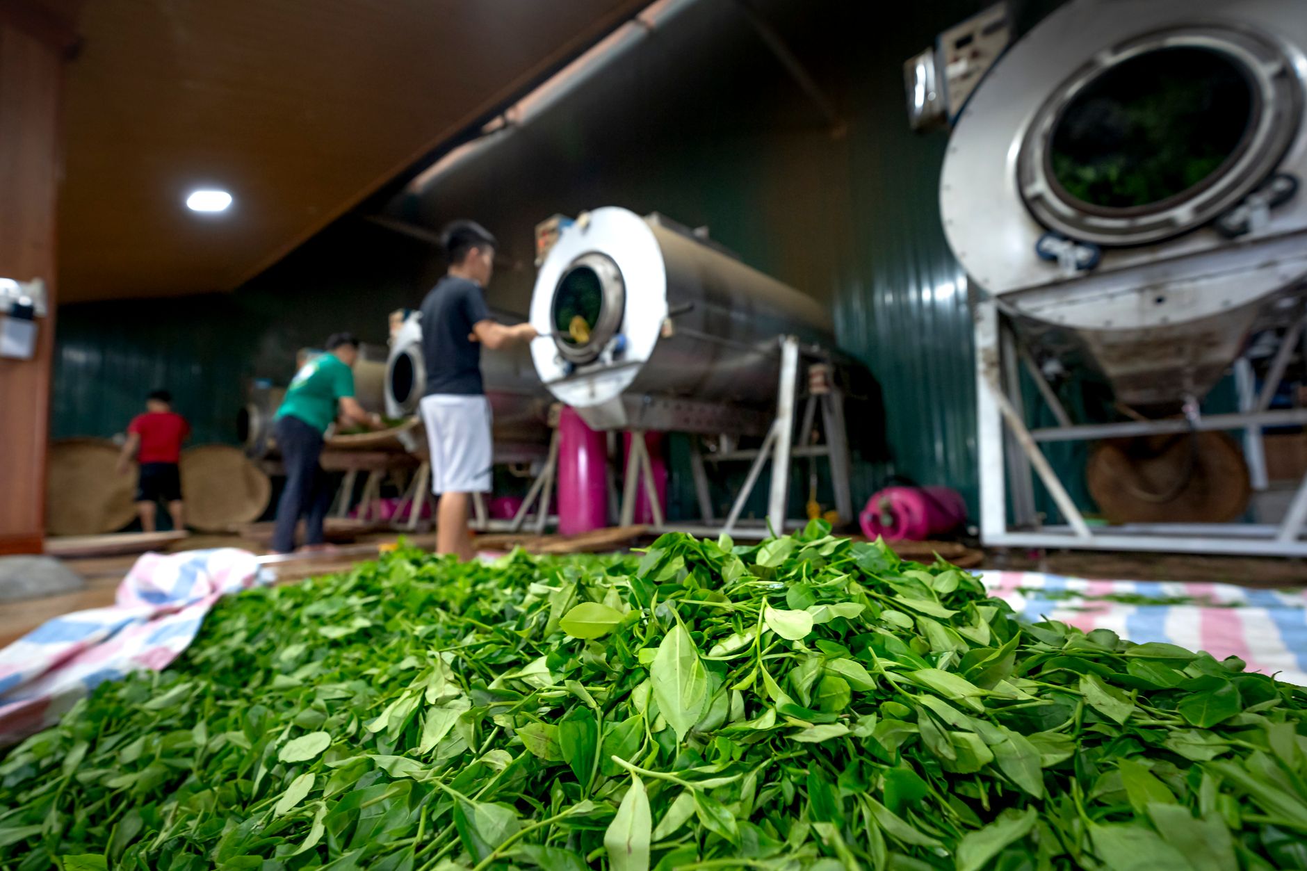 Tea processing inside an Indian factory where export packaging specifications are set