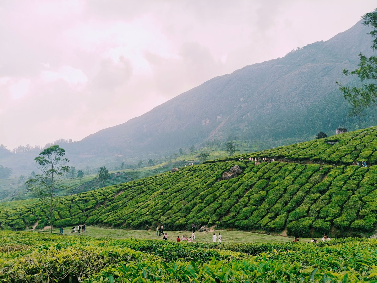 Green tea plantation in India with rows of tea bushes across the hillside
