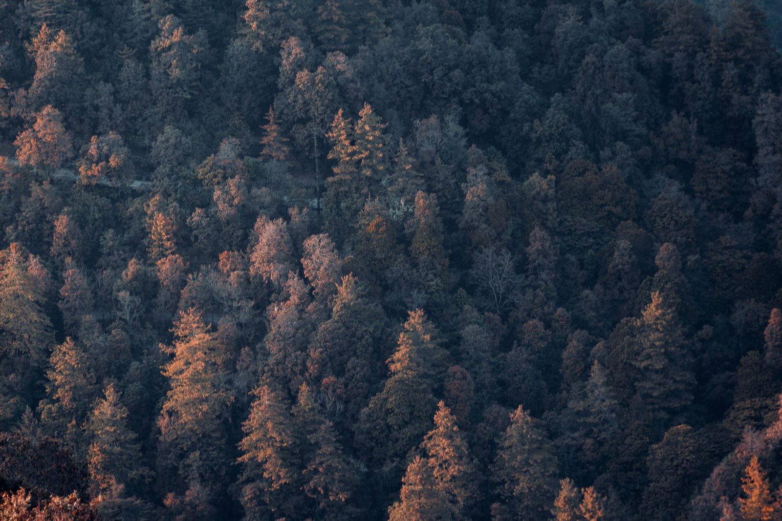 Dense forest in Uttarakhand, India, the responsibly managed forests that underpin FSC and PEFC certification