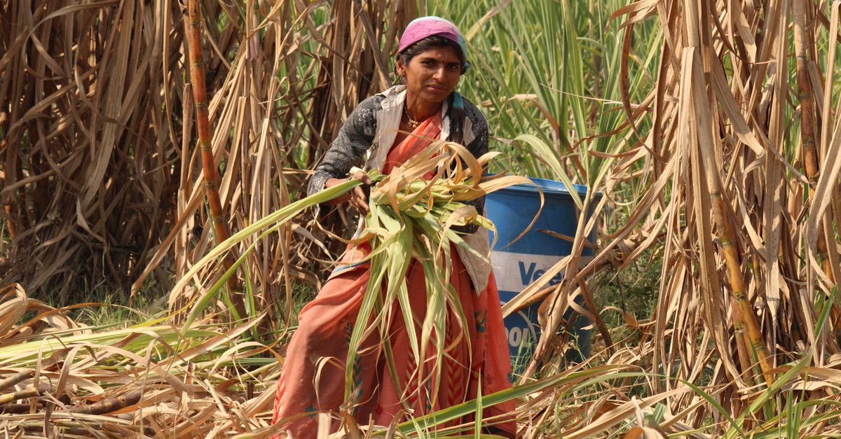 Sugarcane field in Sangli, Maharashtra, the agricultural source of bagasse fibre used in paper carry bags