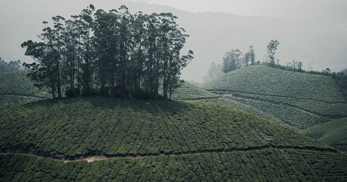 Tea Packaging for E-Commerce vs Retail Shelf: Why the Same Pouch Fails in Both Channels