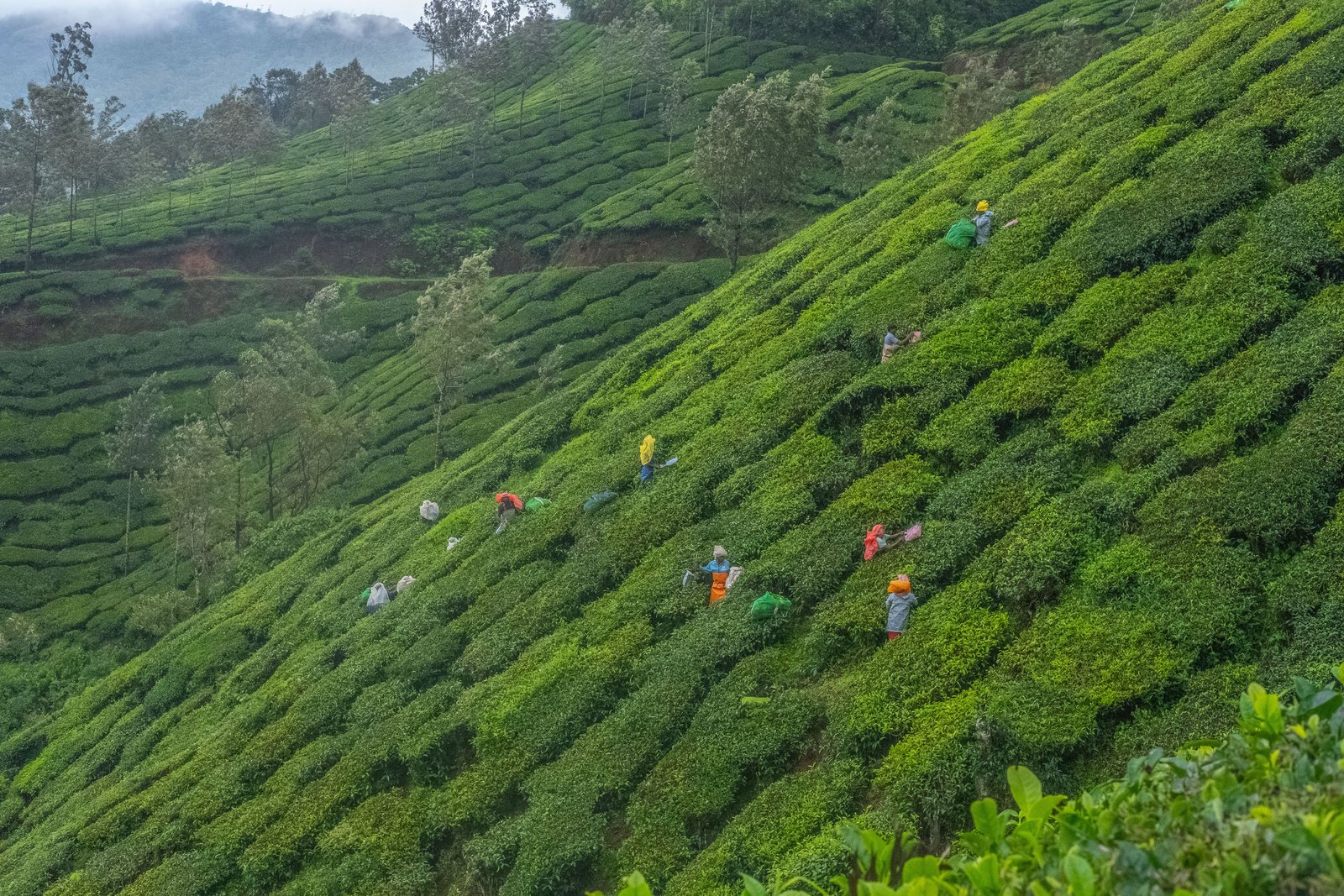 Tea plucking on an Indian estate producing CTC and loose leaf for packaging